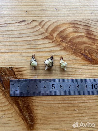 Клубни алоказии Регал Шилдс