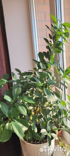 Гардения, комнатный цветок