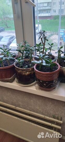 Комнатные цветы -Денежное дерево