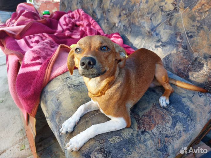 Случка собак