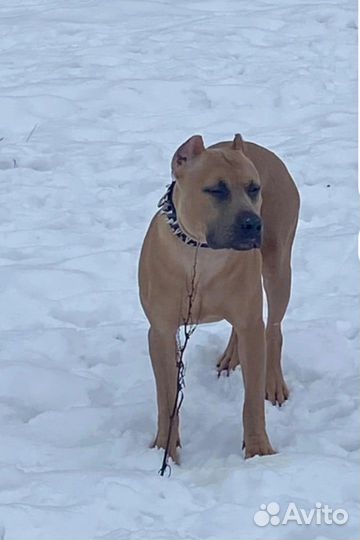 Щенки питбуля