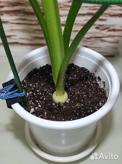 Гиппеаструм молодые растения 3-4 см луковицы