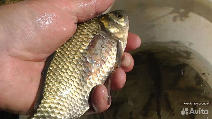 Консультирую по прудам и рыборазведению карпа