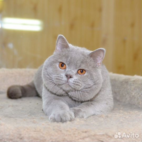 Британский лиловый кот