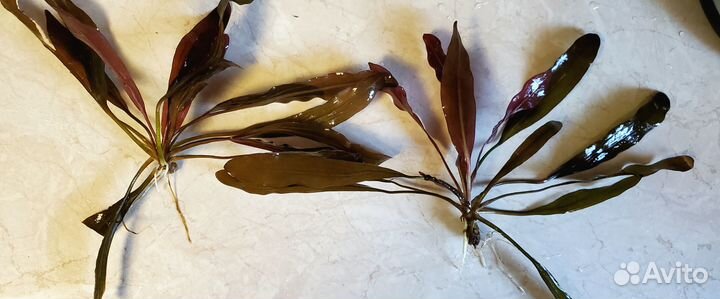 Эхинодорус