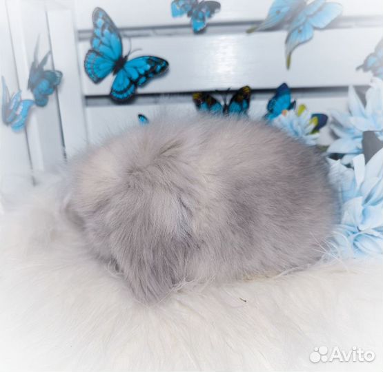 Mini Lion Lop импорт Англия