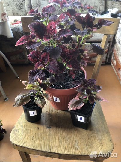 Колеусы сортовые