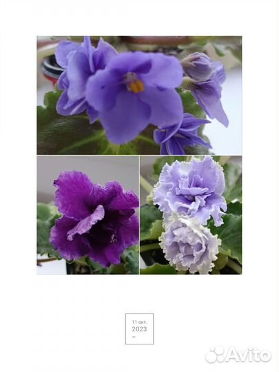 Фиалка цветущая