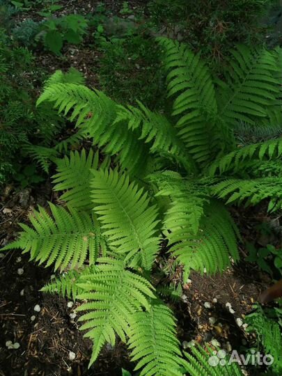 Садовые растения