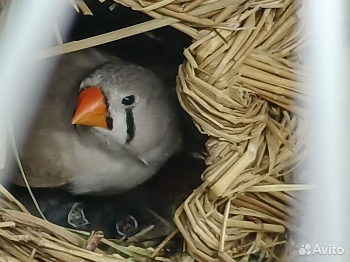 Амадины зебровые и японские