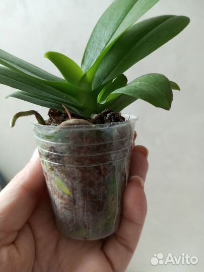 Фаленопсис