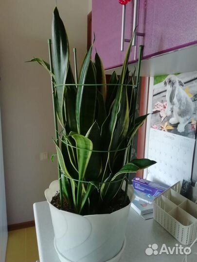 Комнатные цветы