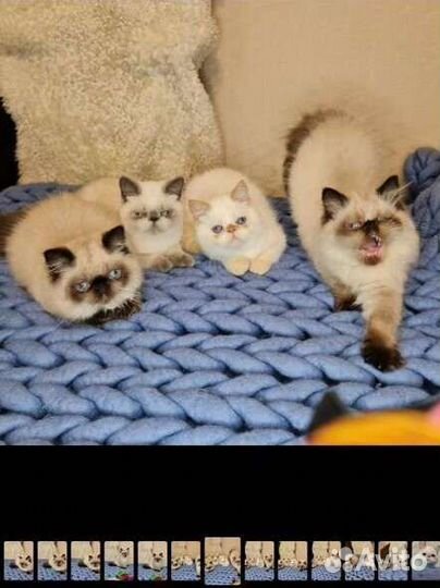 Экзотические котята колорпоинт