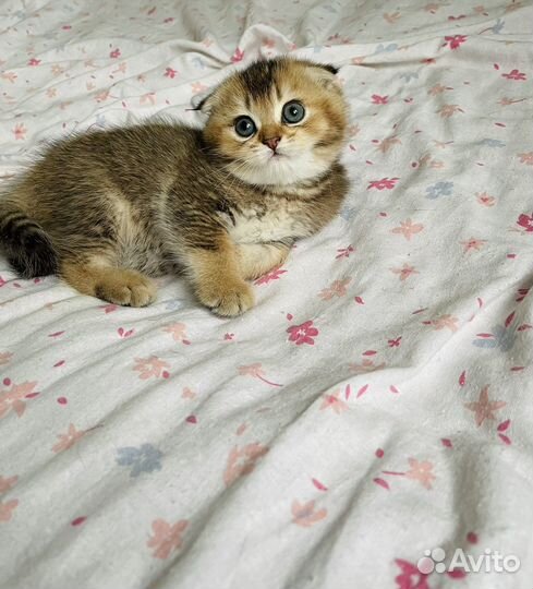 Шотландские котята