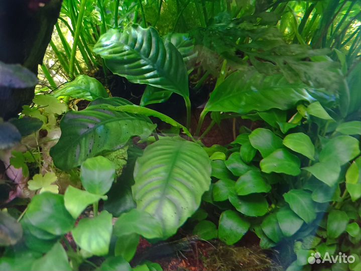 Аквариумные растения