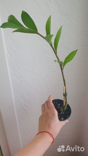 Комнатный цветок Замиокулькас денежное дерево