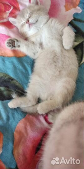 Голубое золото