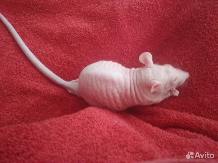 Крыски лысые(сфинкс)