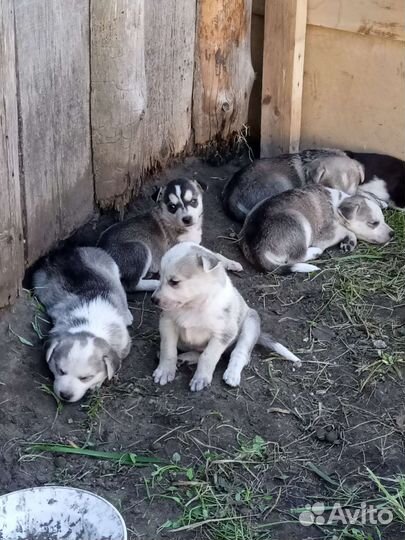 Очаровательные щенки