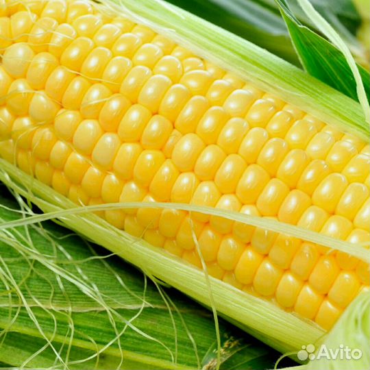 Кукуруза