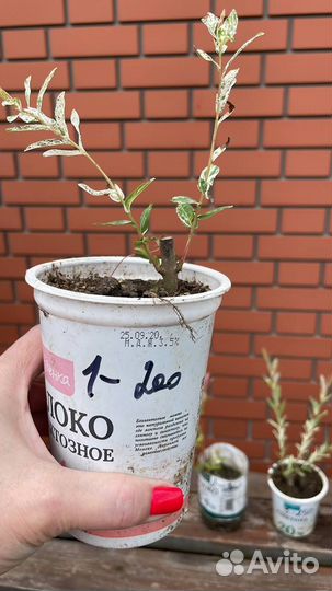 Ива цельнолистная Хакуро Нишики зкс, окс