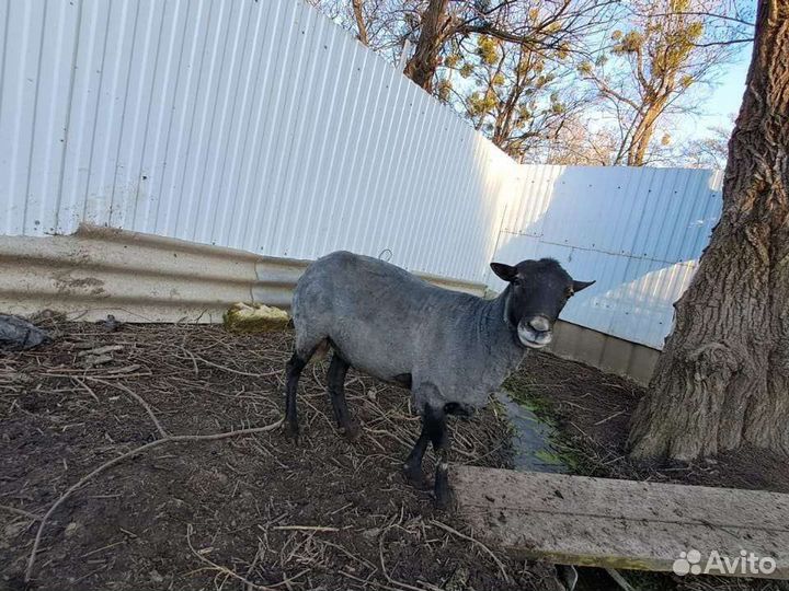 Романовский баран