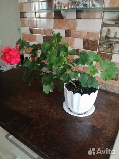 Пеларгония герань