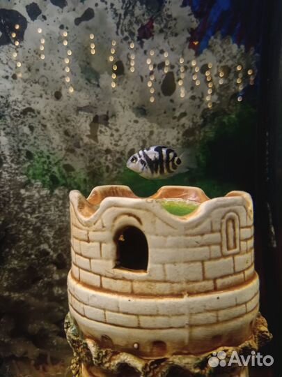 Рыбка Сапфировый попугай в аквариум