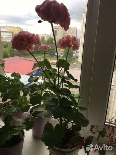 Пеларгония герань, Фуксия ампельная цветущая