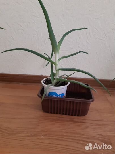 Алоэ, отростки