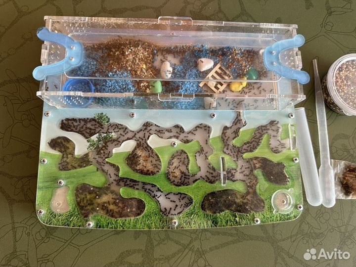 Муравьиная ферма комплект+антипобег