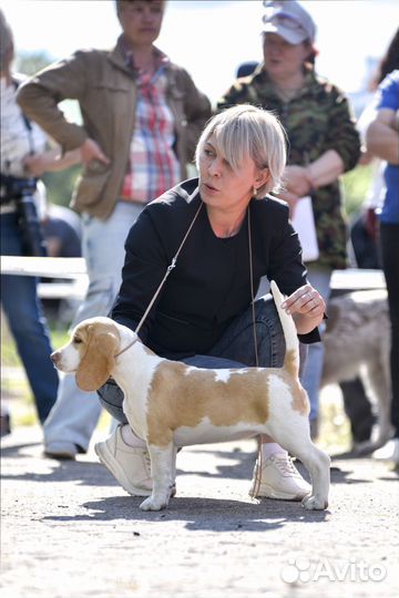 Щенки бигль