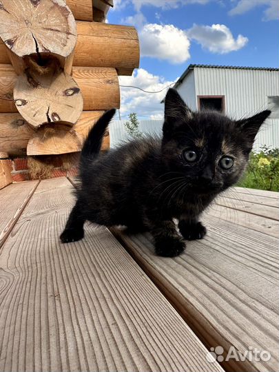 Отдадим котят в добрые руки