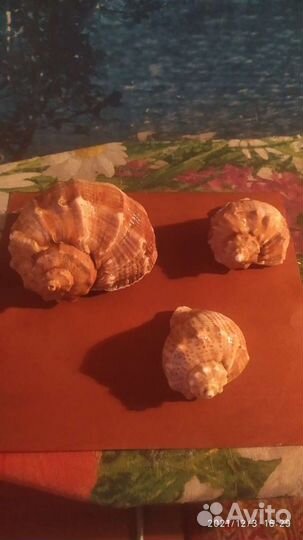 Ракушки морские