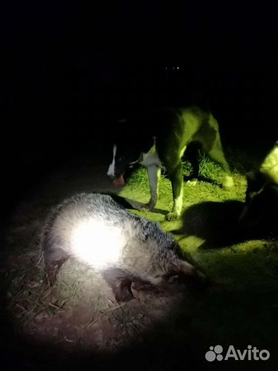 Барсучий жир от охотника