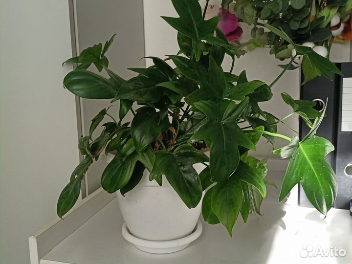 Филодендрон гитаровидный