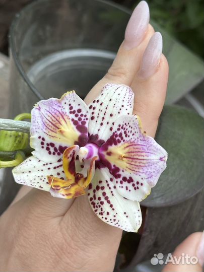 Орхидея фаленопсис Phal. Taiwan Leopard