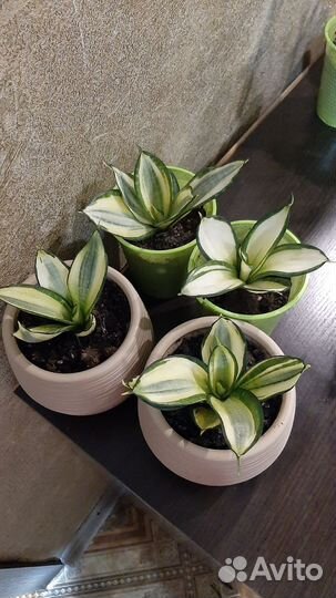 Сансевиерия голден ханни