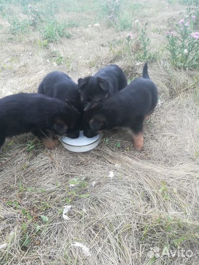 Немецкая овчарка