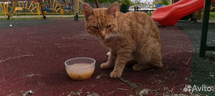 Котик в добрые руки