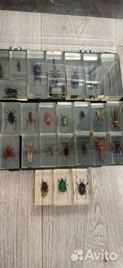 Насекомые в стекле