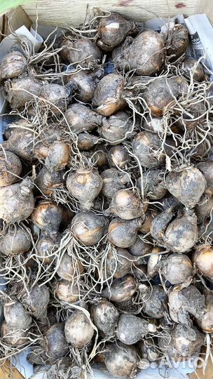 Нарциссы. Луковицы