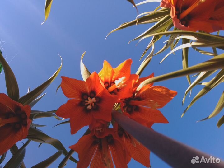 Рябчик императорский