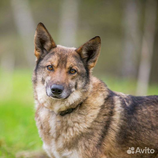 Трепетный маленький Литл бесплатно