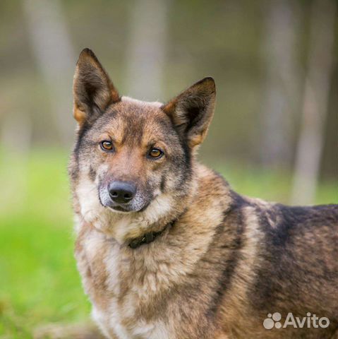 Трепетный маленький Литл бесплатно