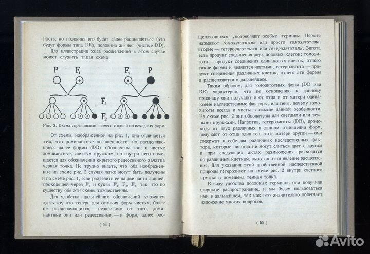 Филипченко Ю. А. Евгеника. 1924 год