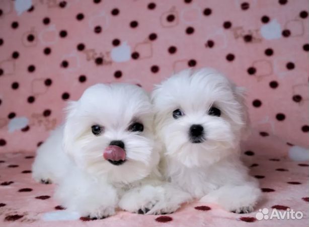 Мальтийская болонка.Щенки Мальтезе. РКФ