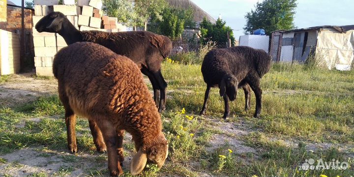 Овцы бараны ягнята, Гисарские