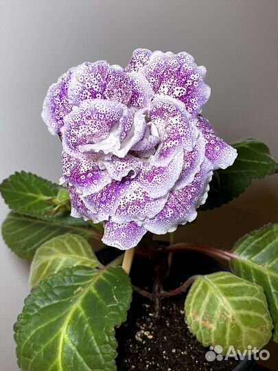 Глоксиния махровая