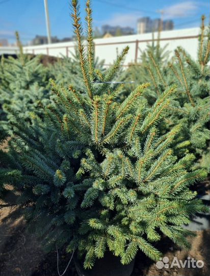 Великолепная Ель Глаука